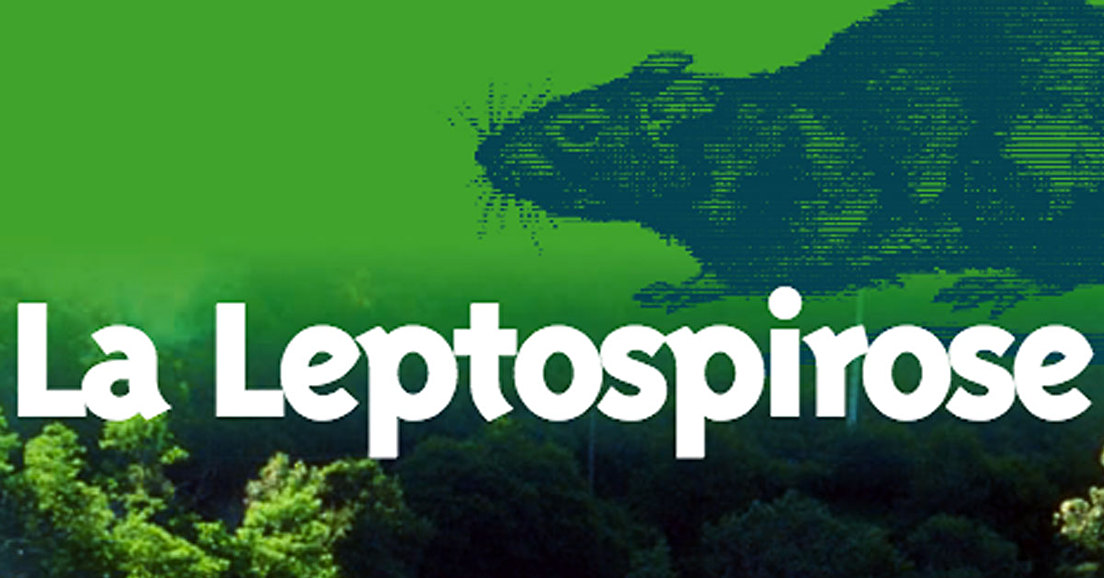 La leptospirose