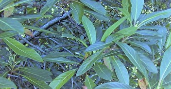 Un arbre d'Amérique du Sud à l'origine de la Chloroquine